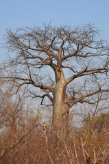 The African landscape. Baobab. Zimbabwe