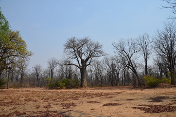 The African landscape. Baobab. Zimbabwe