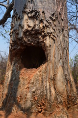 The African landscape. Baobab. Zimbabwe
