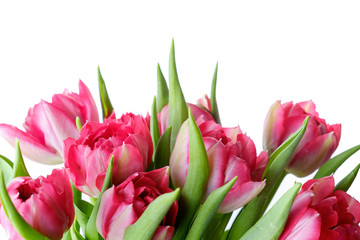 Bouquet of pink tulips on white background, isolate