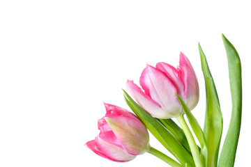 Two tulips on white background, isolate