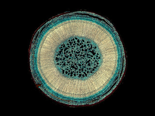 Ribes, currant, stem with phellogen - microscopic cross section cut of a plant stem - dark field