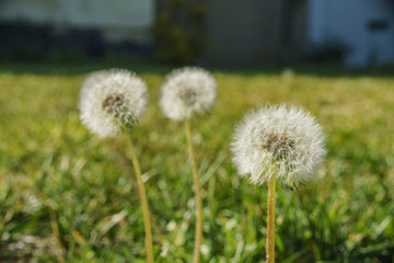 Beautiful close up shot of Taraxacum