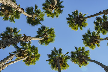 Looking up the palm tree with blue sky © Kit Leong
