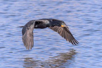 Double-crested Cormorant Gliding Above The Water