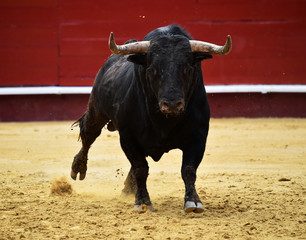 toro en españa