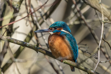 eisvogel auf ast