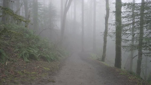 Ultra high definition 4k panning movie of hiking trail with green ferns and trees one early foggy winter morning UHD