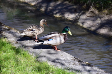 ducks