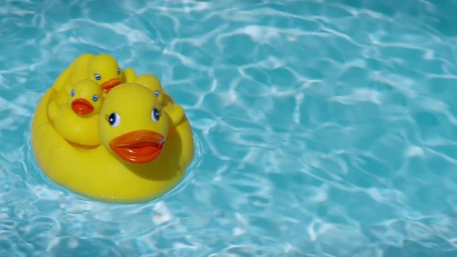 A yellow squeaky ducky family in the pool, Aug 2017. Germany