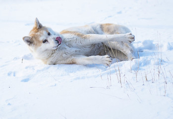 Playing akita dog in winter