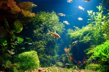 Fototapeta na wymiar Light beam in tropical fresh water aquarium with live plants, different fishes and blue background in low key, 300 dpi