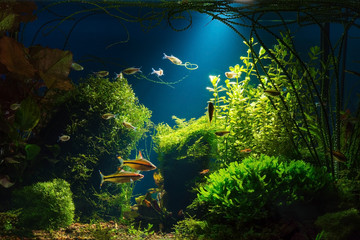 Light beam in tropical fresh water aquarium with live  plants, different fishes and blue background in low key, 300 dpi