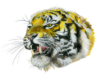 Roaring tiger head hand drawn watercolor illustration isolated on white.