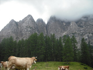 Fototapeta na wymiar pascolo alpino in slovenia