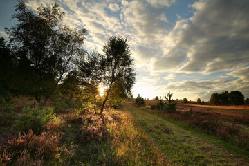 Fototapeta na wymiar sunshine over heather blossoming hills and road