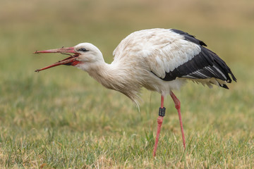 Naklejka premium storch mit wurm