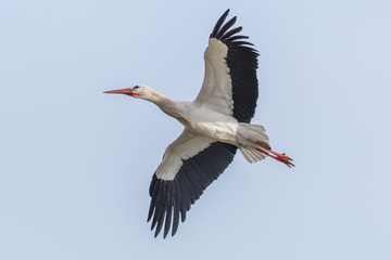 storch im flug