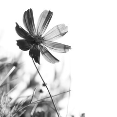 Fleur de cosmos sur fond blanc. photo en noir et blanc