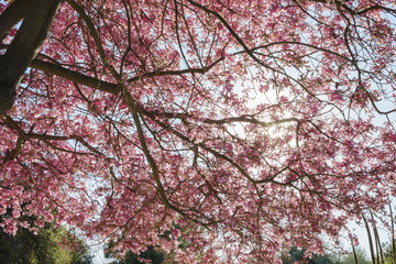 Super blossom of Handroanthus impetiginosus