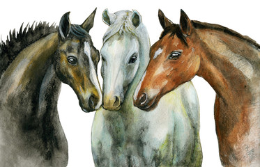 three horses isolated on white watercolor illustration.