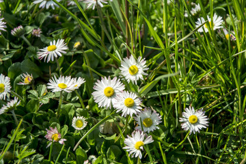 Daisy spring meadow flower