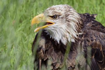 Portrait of a bald eagle, controlled conditions. Taken in Cabarceno Natural Park in Spain, home to a hundred animal species from five continents living in semi-free conditions.