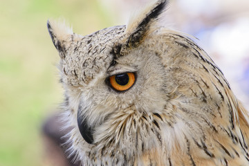 Portrait of a horned owl, controlled conditions. Taken in Cabarceno Natural Park in Spain, home to a hundred animal species from five continents living in semi-free conditions.