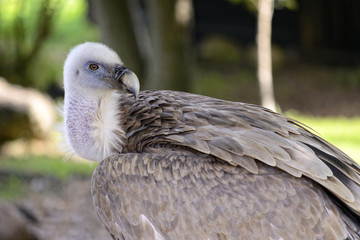 Portrait of a griffon vulture, controlled conditions. Taken in Cabarceno Natural Park in Spain, home to a hundred animal species from five continents living in semi-free conditions.