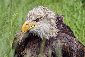 Portrait of a bald eagle, controlled conditions. Taken in Cabarceno Natural Park in Spain, home to a hundred animal species from five continents living in semi-free conditions.