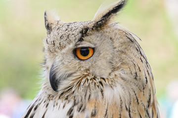 Portrait of a horned owl, controlled conditions. Taken in Cabarceno Natural Park in Spain, home to a hundred animal species from five continents living in semi-free conditions.