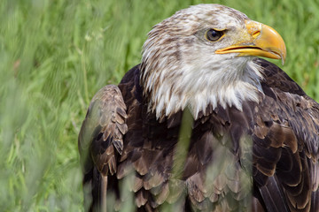 Portrait of a bald eagle, controlled conditions. Taken in Cabarceno Natural Park in Spain, home to a hundred animal species from five continents living in semi-free conditions.