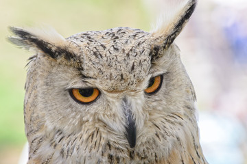 Portrait of a horned owl, controlled conditions. Taken in Cabarceno Natural Park in Spain, home to a hundred animal species from five continents living in semi-free conditions.