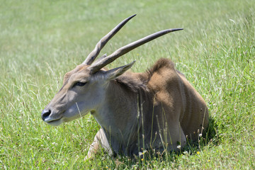 Portrait of an eland, controlled conditions. Taken in Cabarceno Natural Park in Spain, home to a...