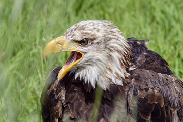 Portrait of a bald eagle, controlled conditions. Taken in Cabarceno Natural Park in Spain, home to a hundred animal species from five continents living in semi-free conditions.