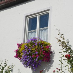 Fototapeta na wymiar Petunia - Petunien blühen bunt im Blumenkasten am Fenster an weißer Fassade