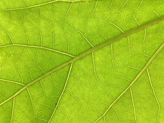 Plakat texture of a leaf of a wild rose. green leaf