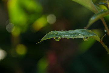 leaf macro water drop