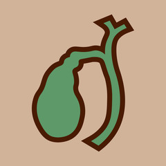 Medical Illustration of Human gallbladder anatomy