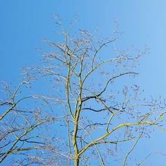 wunderschöne Bäume