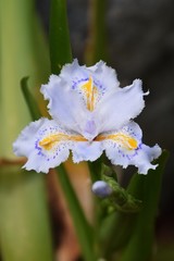 Beautiful flower of whitish purple 