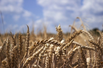 Ripe wheat field against a blue sky, Sunny summer day. Spikes of rye. Nature