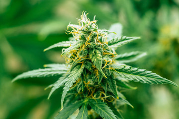 marijuana cbd thc. Concepts of legalizing medicinal herbs weed, bud cannabis, Macro shot with sugar...