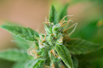 Beautiful cannabis buds in the indoor grown before harvest. Macro shot with sugar trichomes....