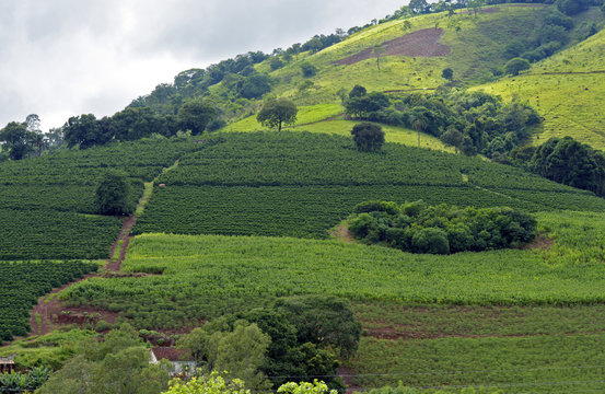 Bucolic landscape with coffee plantation