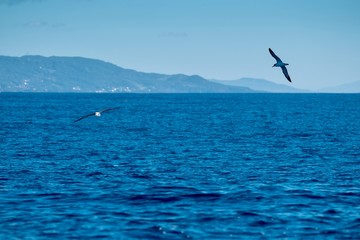 Obraz premium Shearwaters flying close to Pico island in the Azores 
