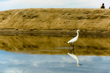 White heron on a puddle full of reflections near the sea.