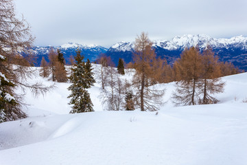 Larches in a snowy landscape with gray sky and dolomitic landscape, Belluno, Veneto, Italy