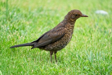 A female blackbird on a lawn