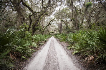 Fototapeta premium Forest Path